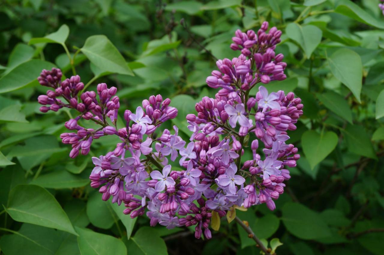 Les Lilas Des Chenes Piolenc Exterior photo